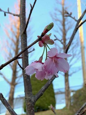 新着情報 東北学院榴ケ岡高等学校