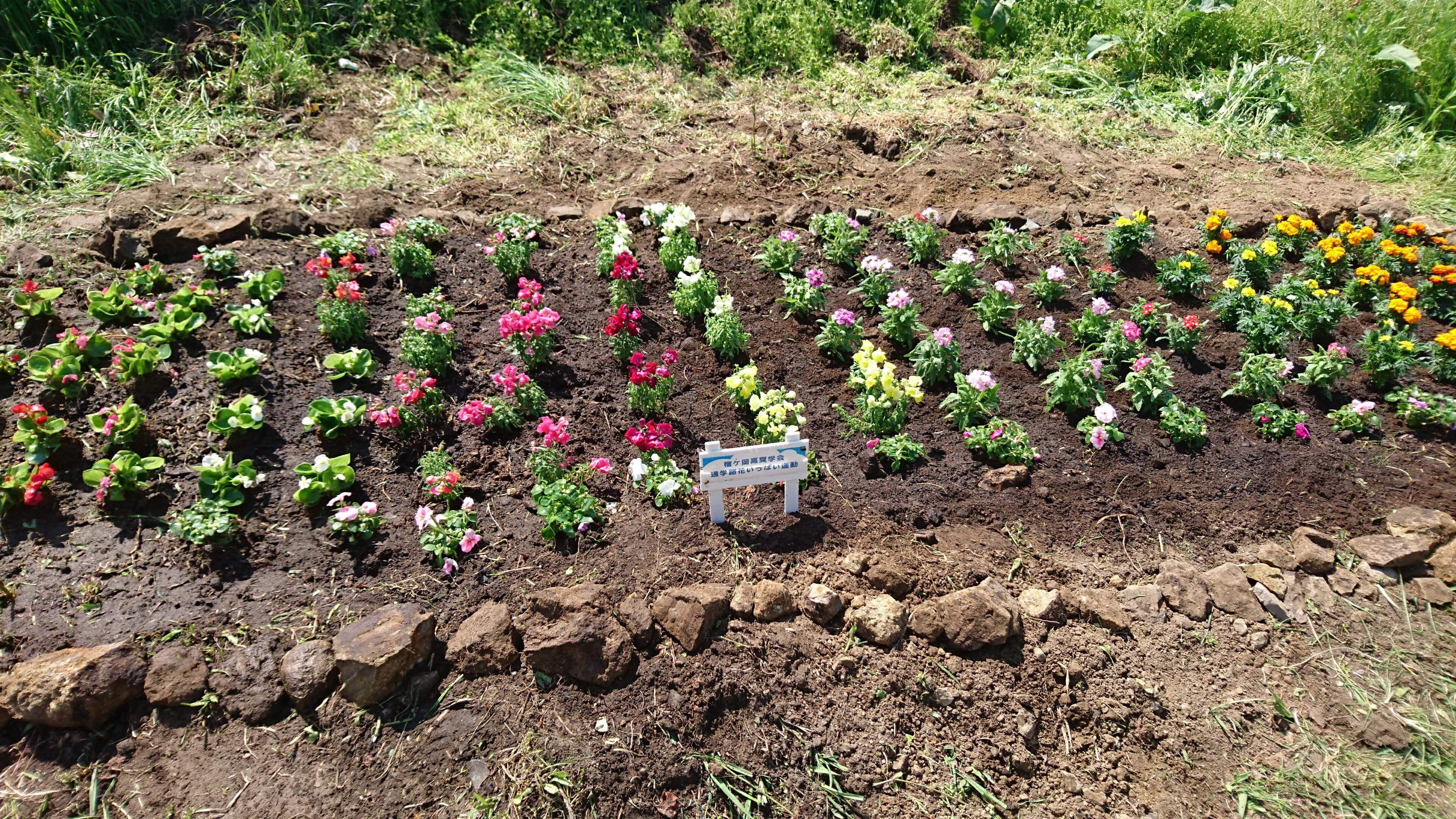 東北学院榴ヶ岡高等学校画像